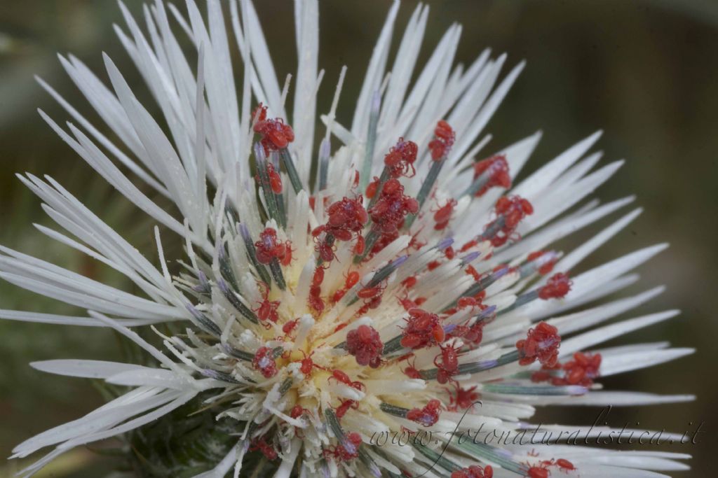 Acari su fiori: Balaustium? (Erythreidae) - M. Cofano (PA)